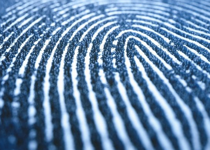 Close-up view of a human fingerprint pattern.